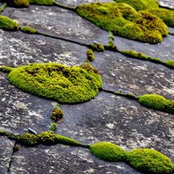 Moss Growing Regina Roofing Companies