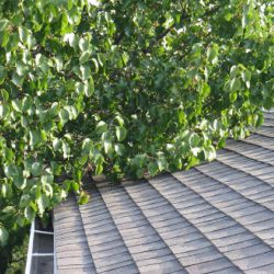 Moss Growing Regina Roofing Companies