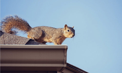 Rodents Roof