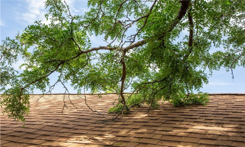 Tree Branches Affectng Shingles